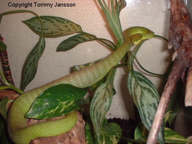 En m�tt1.JPG [64 Kb]